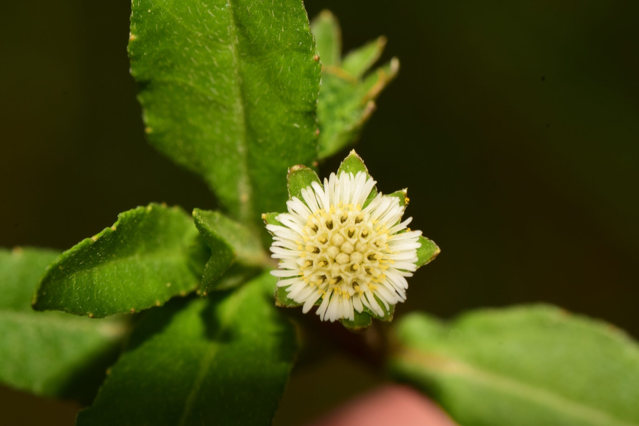 Bhringraj Powder: Benefits, Uses & How to Consume It